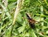Tettigoniinae inconnu